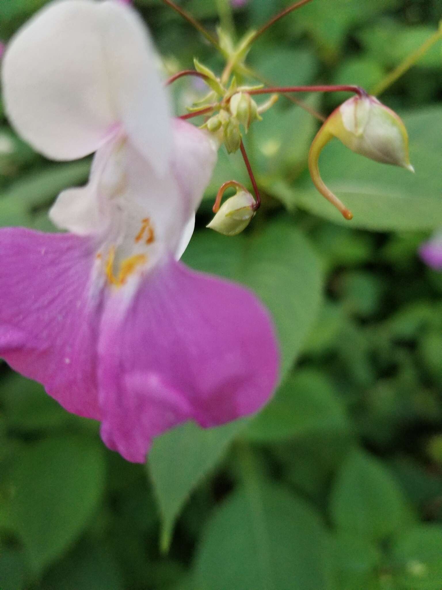 克什米尔凤仙花的圖片