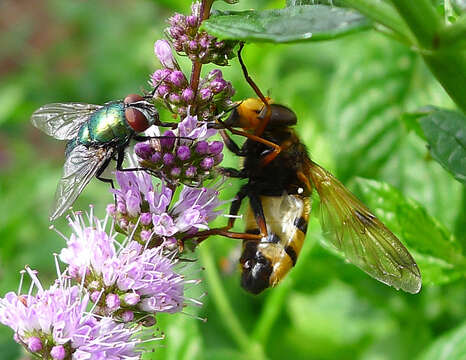 Image of lesser hornet hoverfly