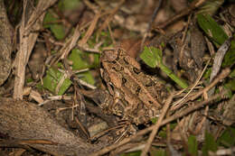 صورة Rhinella ornata (Spix 1824)