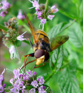 Image of lesser hornet hoverfly