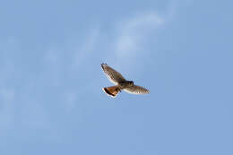 Image of American Kestrel