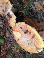 Image of Chicken Fat Mushroom