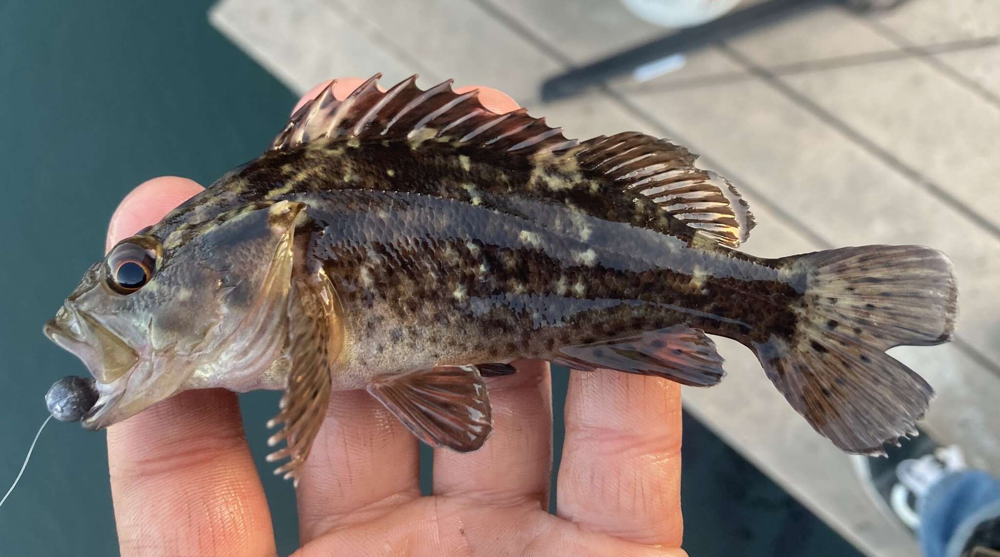 Image of Grass rockfish