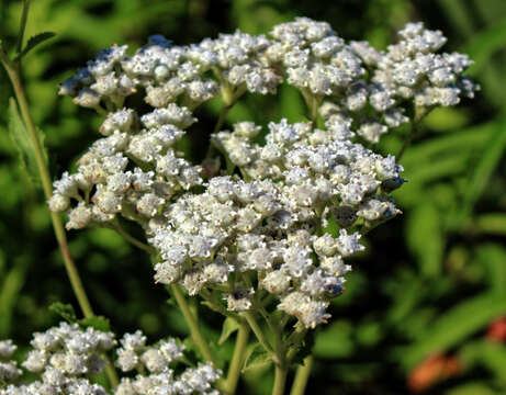 Image of American feverfew