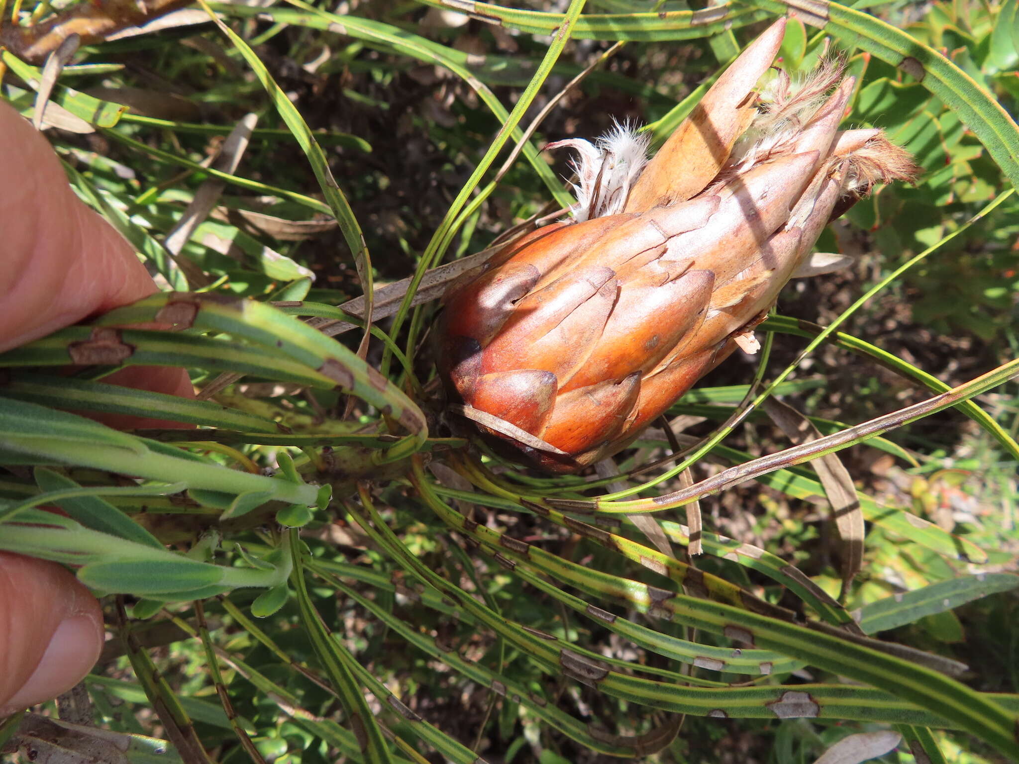 Imagem de Protea longifolia Andr.