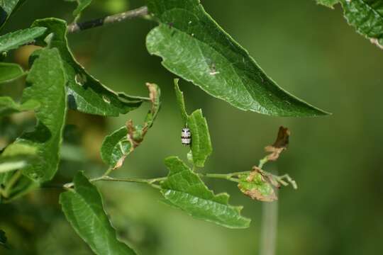 Plancia ëd Charops annulipes Ashmead 1890