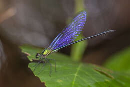 Image of Vestalis amethystina Lieftinck 1965