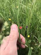 Image of Round-seeded Vetchling