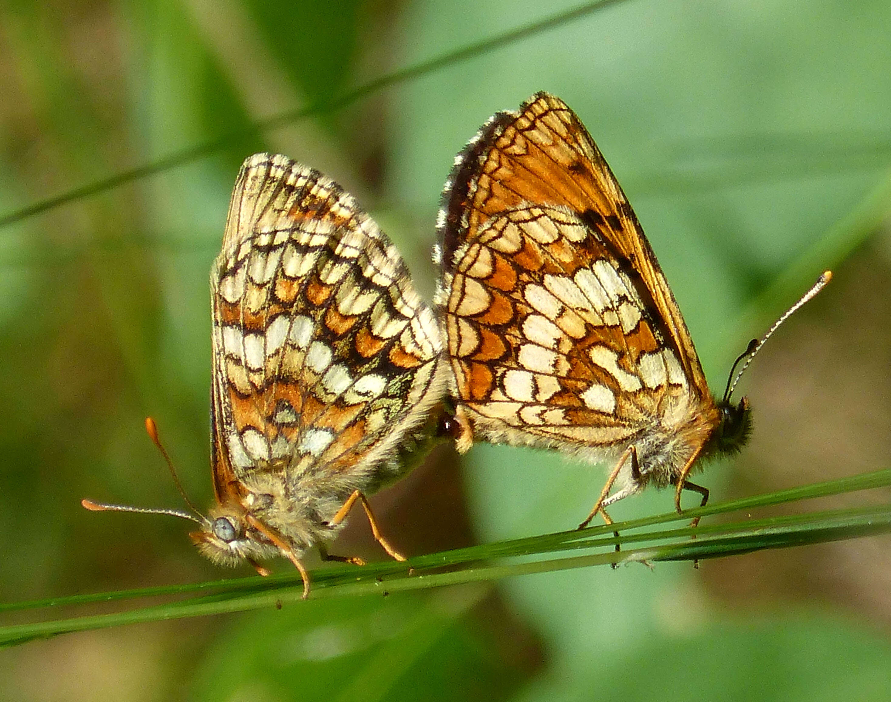 Image of Melitaea athalia