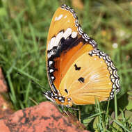 Image of False Plain Tiger