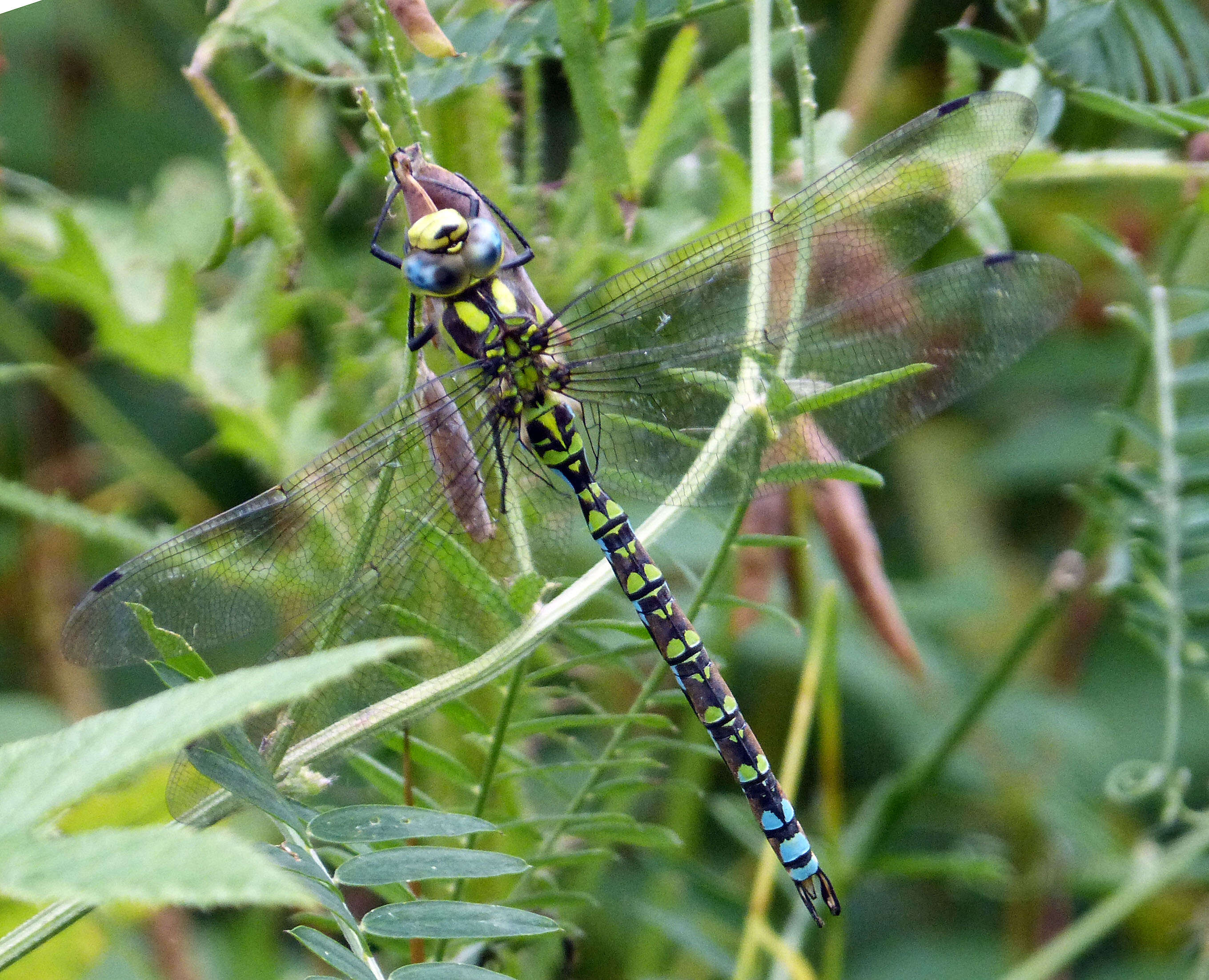 Image of Blue Hawker