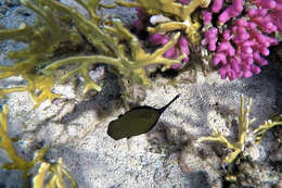 Image of Bluetail trunkfish