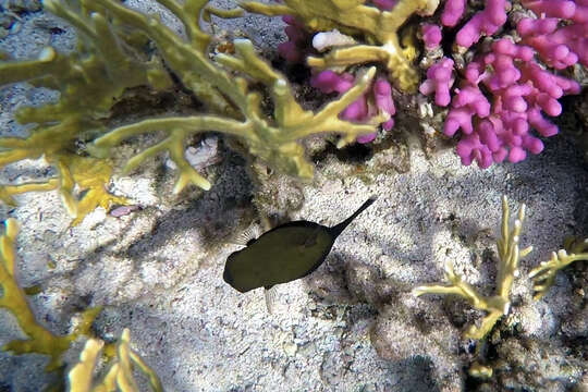 Image of Bluetail trunkfish