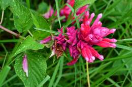 Image of Salvia wagneriana Pol.