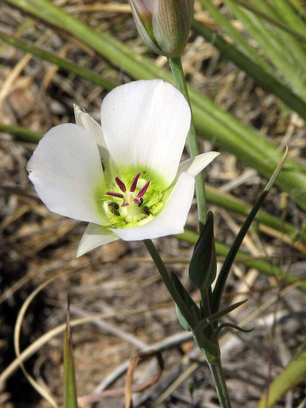 Imagem de Calochortus ambiguus (M. E. Jones) Ownbey