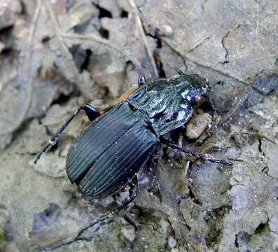 Imagem de Poecilus (Poecilus) cupreus (Linnaeus 1758)