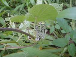 Image of Ceropegia papillata N. E. Br.