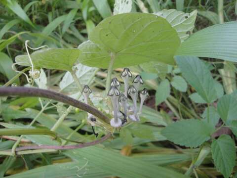 Imagem de Ceropegia papillata N. E. Br.