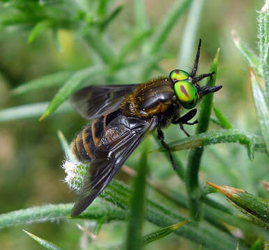 Image of Chrysops caecutiens (Linnaeus 1758)