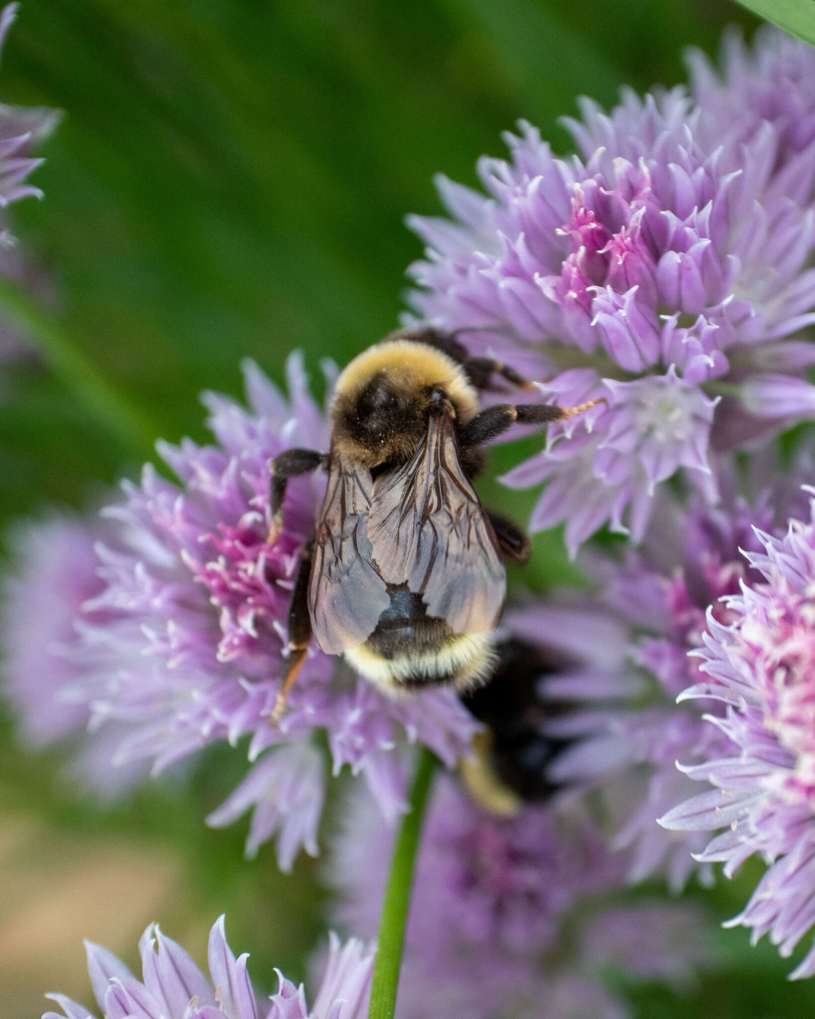 Image of Ashton's Cuckoo Bumblebee