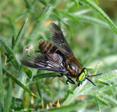 Imagem de Chrysops caecutiens (Linnaeus 1758)