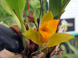 Image of Sweet scented Lycaste