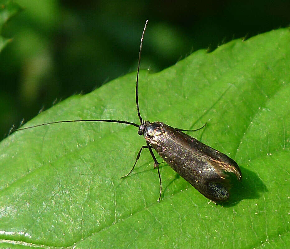 Image of Adela reaumurella