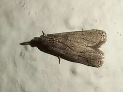 Acrobasis bithynella Zeller 1848 resmi