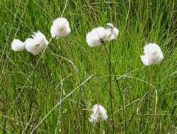 Image de Linaigrette dense