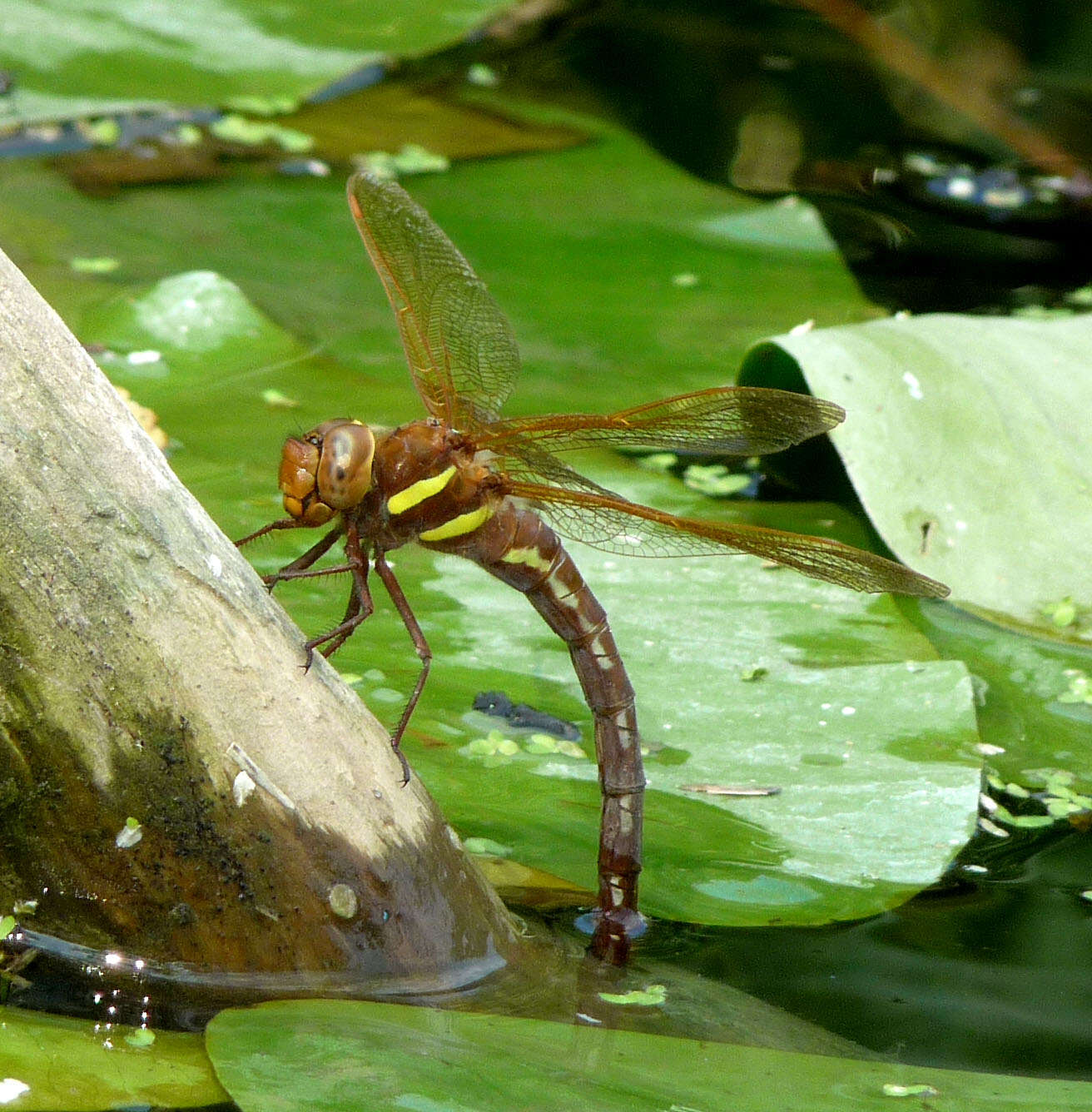 Image of Brown Hawker