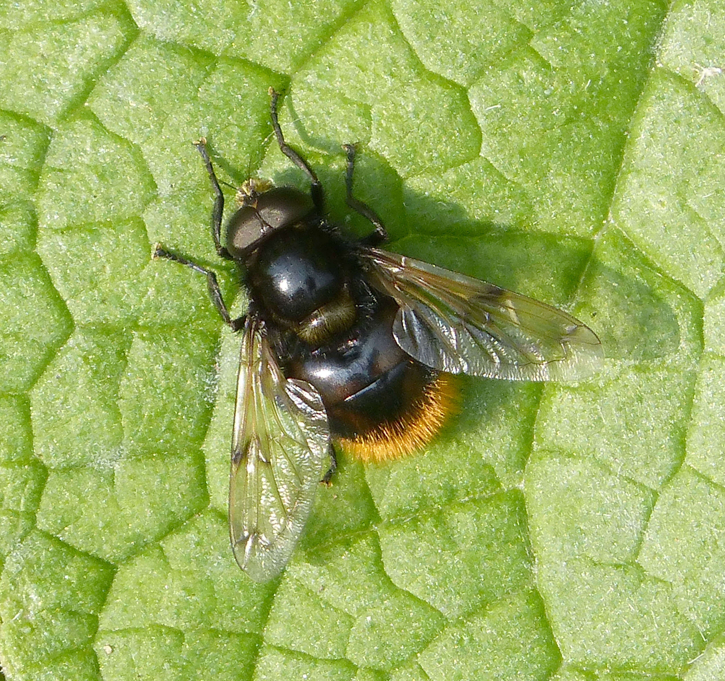 Image of bumblebee hoverfly