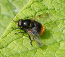 Volucella bombylans (Linnaeus 1758) resmi