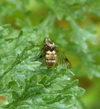 Image of Chrysopilus