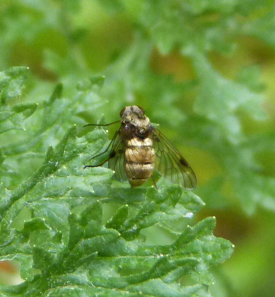 Image of Chrysopilus