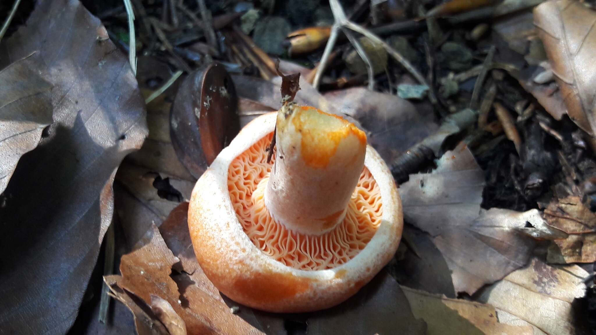 Image of Lactarius deliciosus (L.) Gray