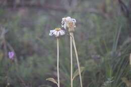 Image of mount lofty daisy-bush