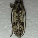 Image of Enaphalodes niveitectus (Schaeffer 1905)