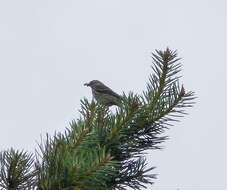 Image of Tree Pipit