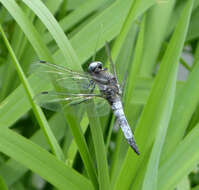 Image of Blue Chaser