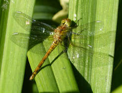 Image of Common Darter