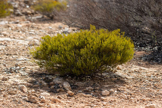 Image of Acacia sclerophylla var. sclerophylla