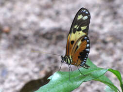 Image of Heliconius numata