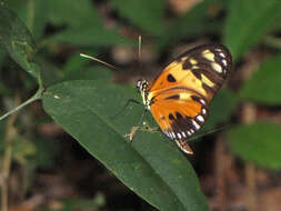 Image of Heliconius numata