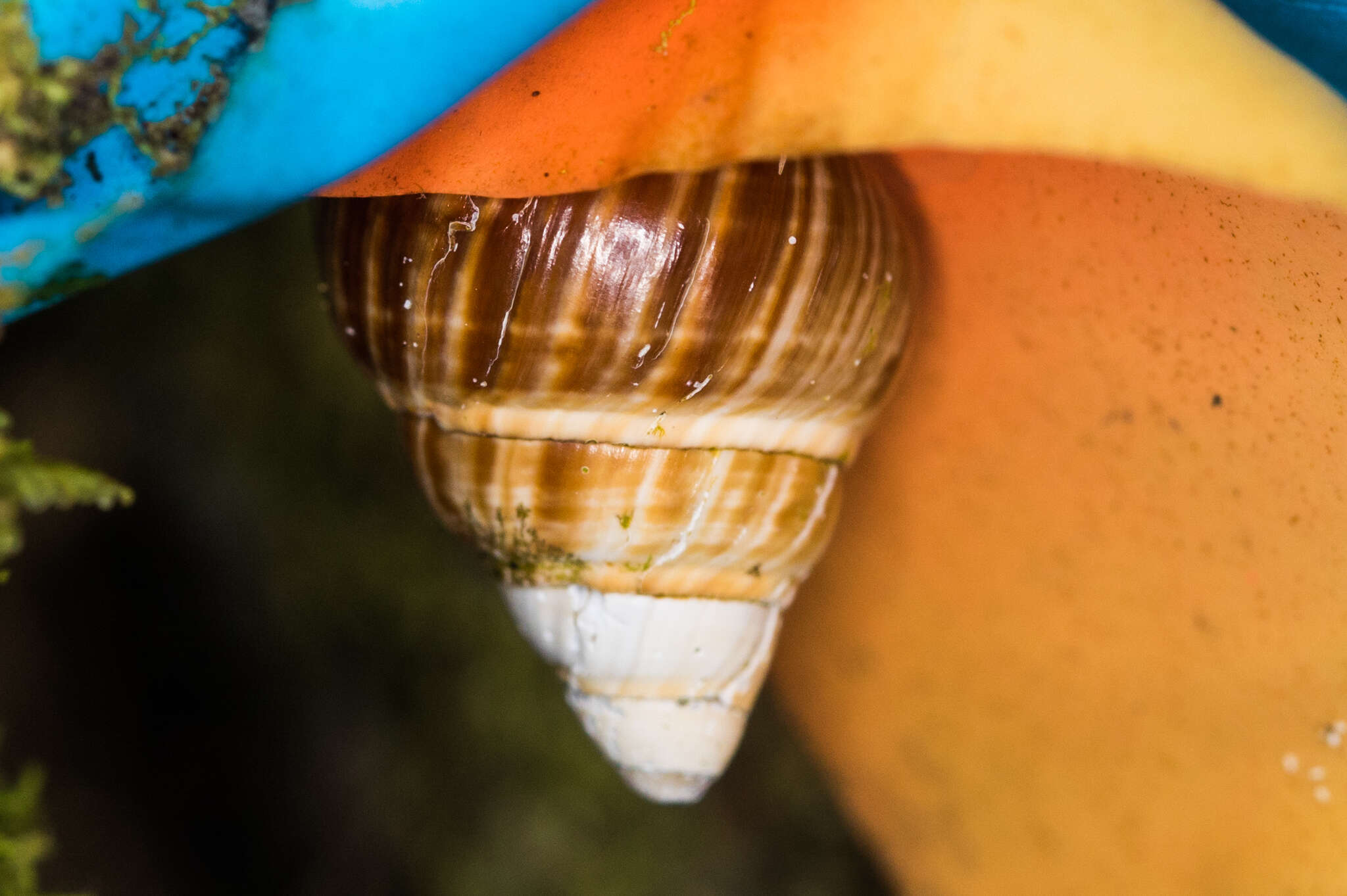 Image of Oahu tree snail