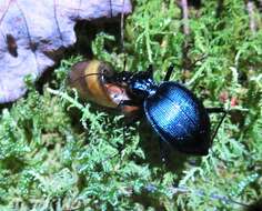 Image of Scaphinotus (Steniridia) andrewsii germari (Chaudoir 1861)