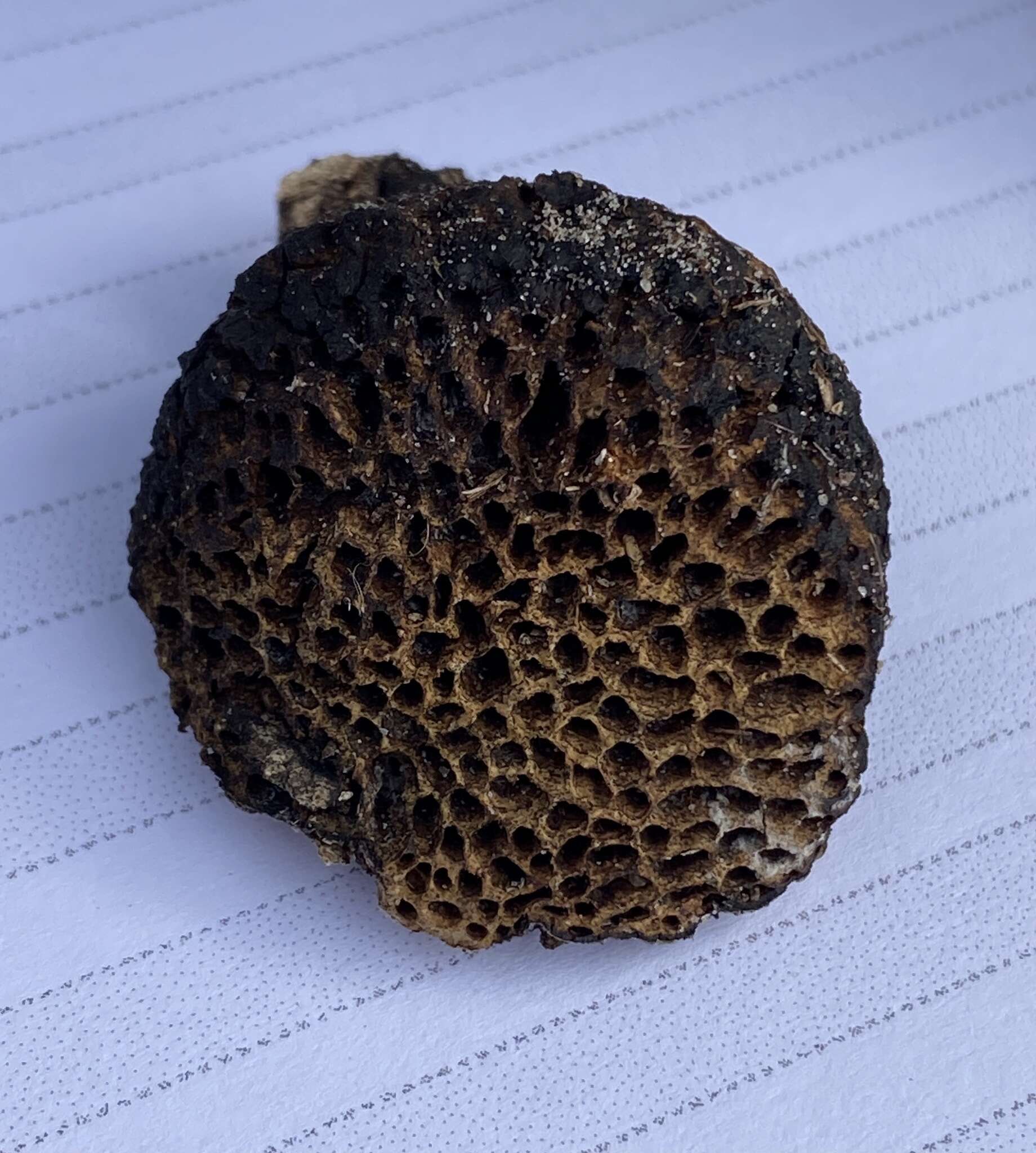 Image of Hexagonia vesparia (Berk.) Ryvarden 1972