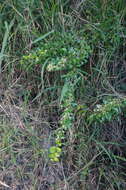 Image of Gymnosporia diversifolia Maxim.