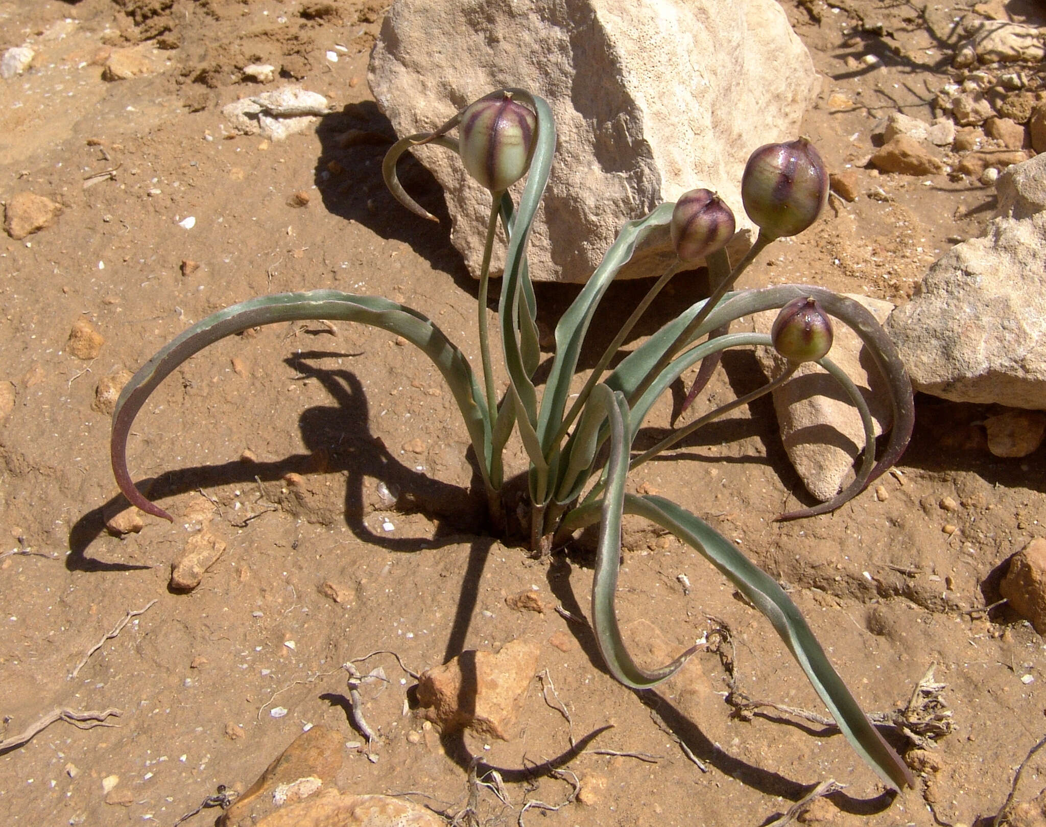 Image of Tulipa biflora Pall.