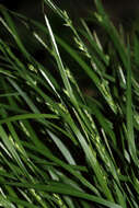 Image of Hitchcock's sedge