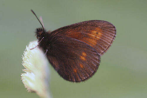 Image of Eriphyle Ringlet